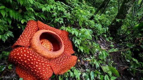 Где произрастает раффлезия арнольди