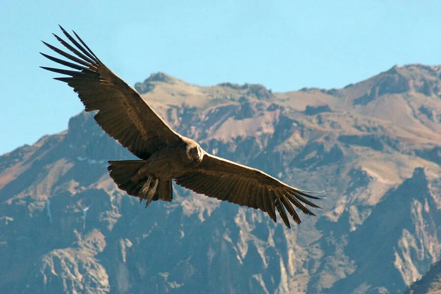 Condor