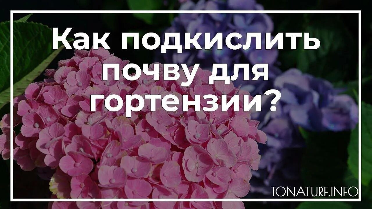 Как сделать кислую почву для гортензии. Подкислить почву для гортензий. Подкислитель почвы для гортензии. Подкисление почвы лимонной кислотой для гортензии.