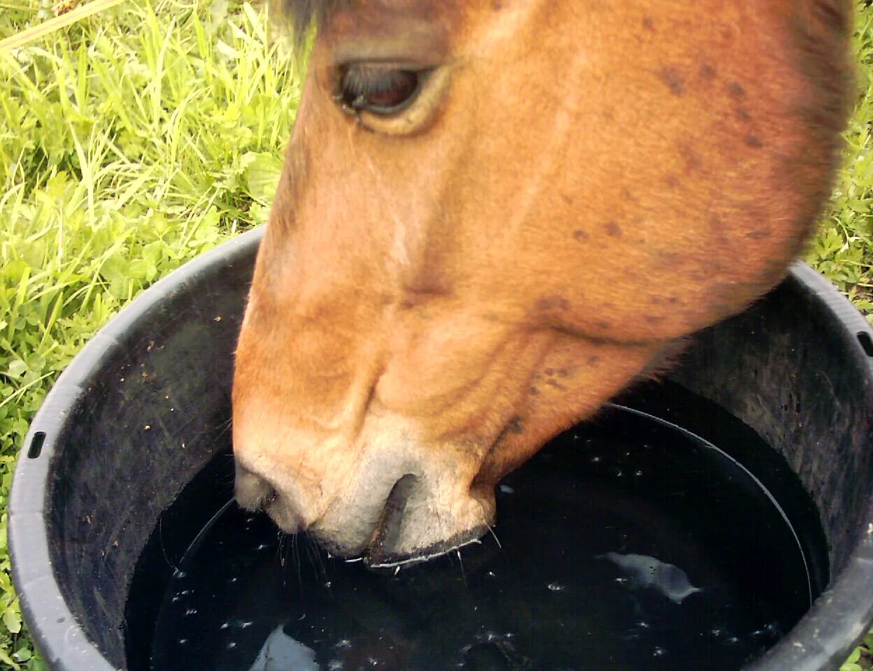 Horse drink. Drinking Horse. Horse Feed Юба. Чиста фьорда лошади чистка. Horse is drinking.