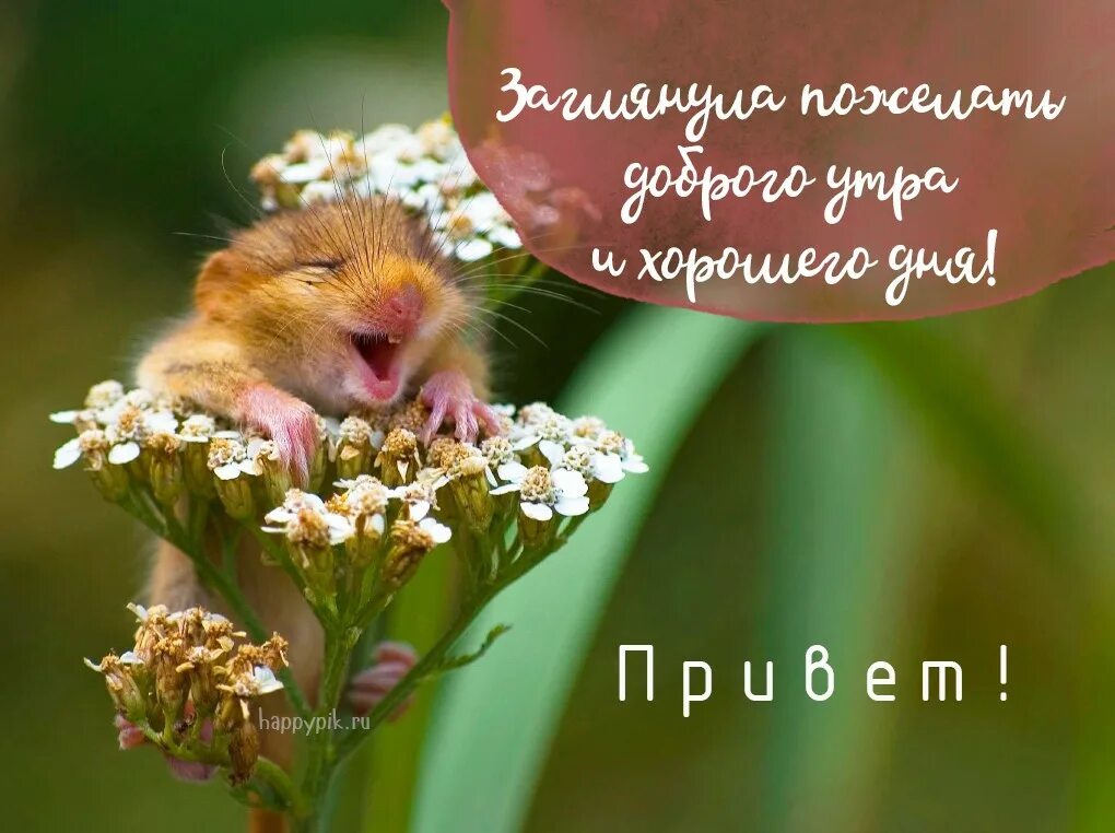 Картинки с пожеланиями позитивные необычные