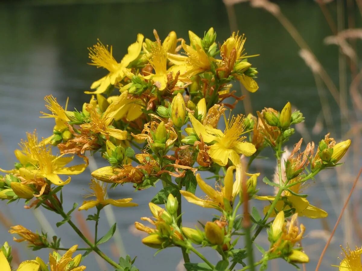 Зверобой википедия. Зверобой продырявленный (Hypericum perforatum). Зверобой (Hypericum). Зверобой (Hypéricum perforátum). Гиперикум перфоратум.