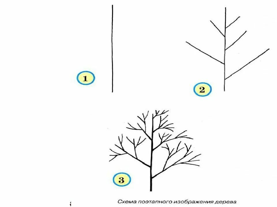 Схематический рисунок 3 3. Поэтапное рисование дерева. Поэтапное рисование дерева для детей. Схема рисования дерева для детей. Этапы рисования дерева в средней группе.