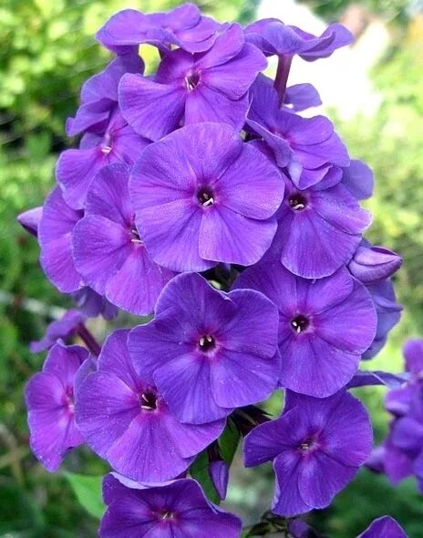 флокс синее море фото и описание. цветы флокс ника синий. флокс метельчатый синее море. флокс затмение. флокс море.