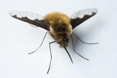 Bee fly