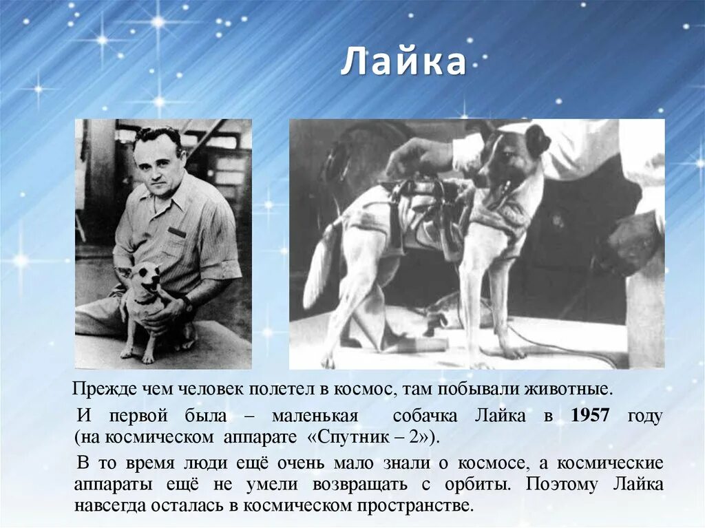 Лайка полетевшая в космос в 1957 году. Человек полетел в космос. Собачка лайка в 1957 году. Первые животные полетевшие в космос. 2 человек полетевший в космос