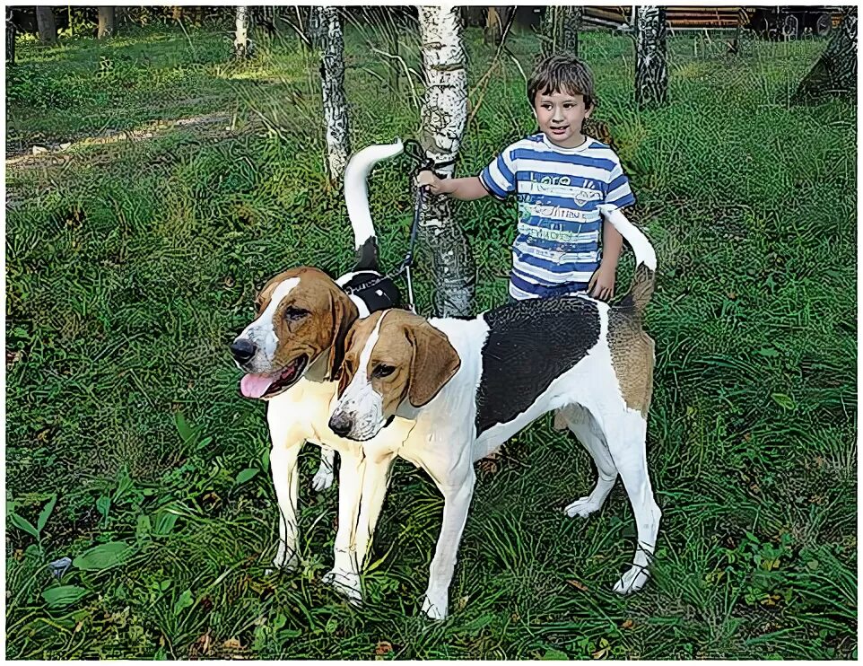 Гончую в брянской обл