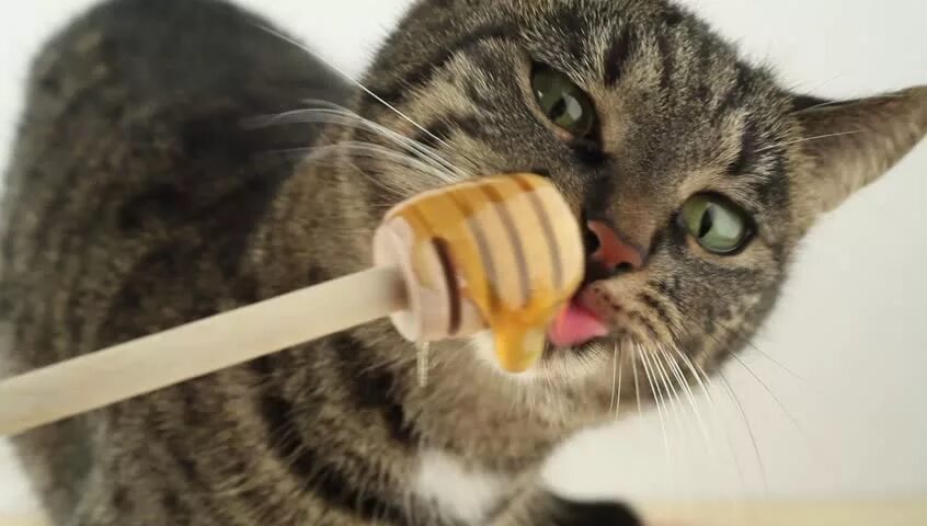 Honey cot
