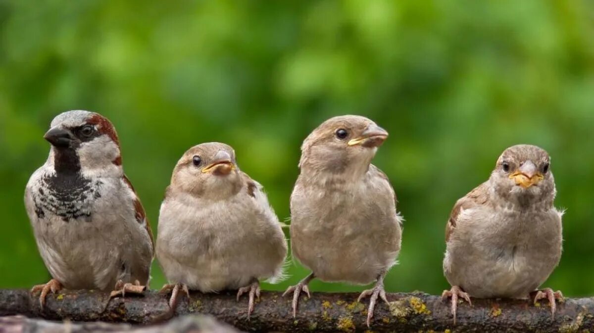 Откуда появились воробьи. (1)домовый воробей passer domesticus domesticus. Воробьи пропали. Откуда появились воробьи. Сколько лет живут воробьи.