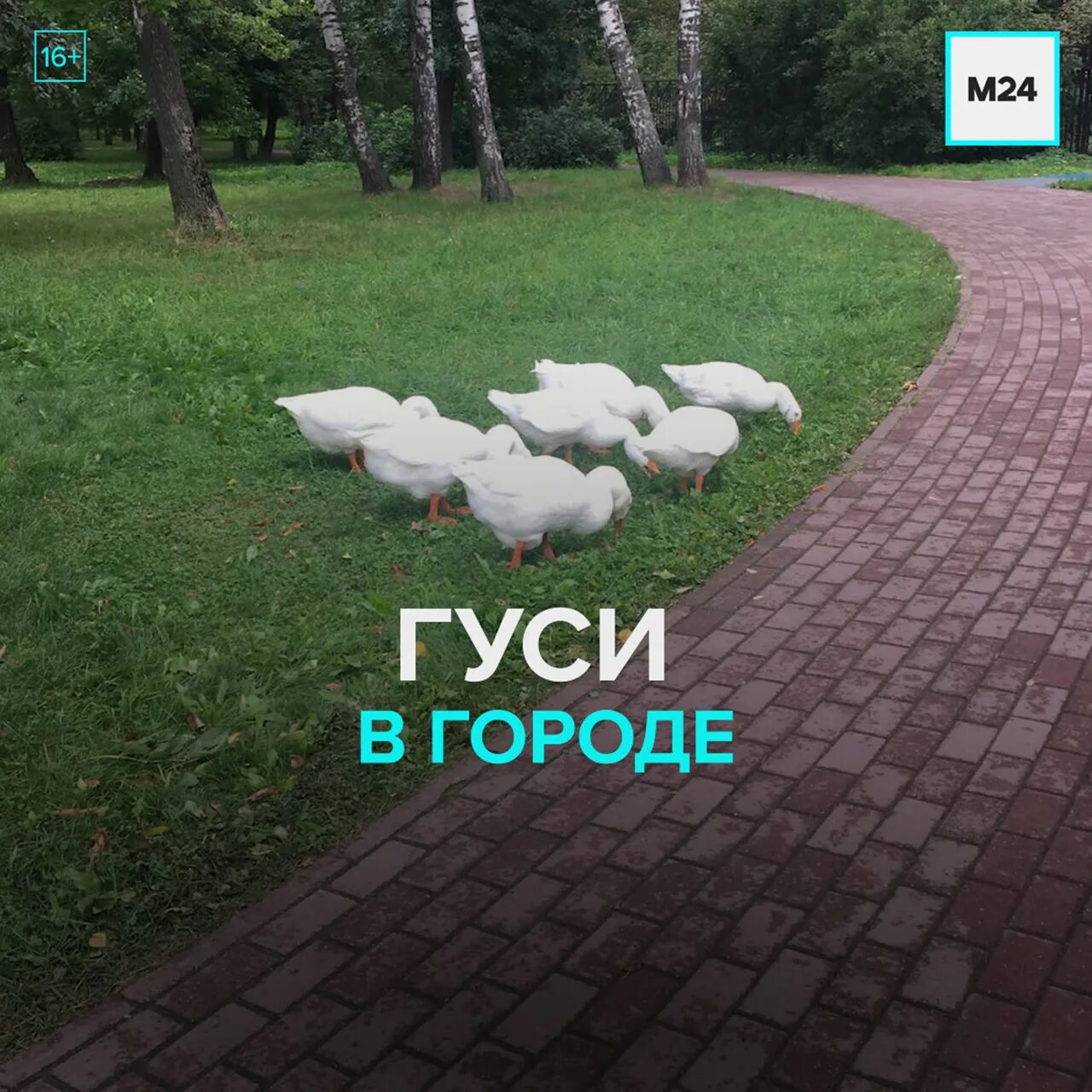 Гуси в городе. Гуси в Москве. Гуси в Джамгаровском парке. Гуси на Джамгаровском пруду. Замеченный гусь