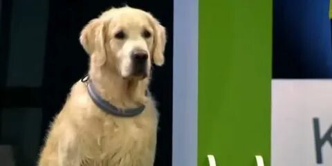 Золотистый ретривер тест