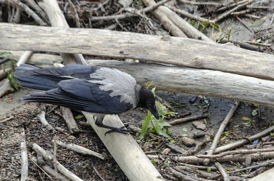 Потерялся ворон. Объявление пропала ворона. Черный ворон вот такое настроение. Потеряшки животные в соломбале. Куда деваются вороны.