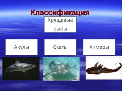 Хрящевые рыбы обитают