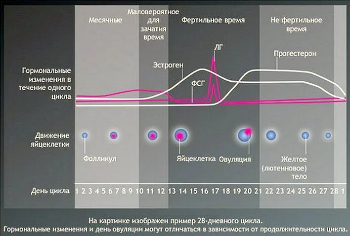 Планирование ребенка по овуляции. Оплодотворение до овуляции. Фертильные дни. Фертильность в цикле.