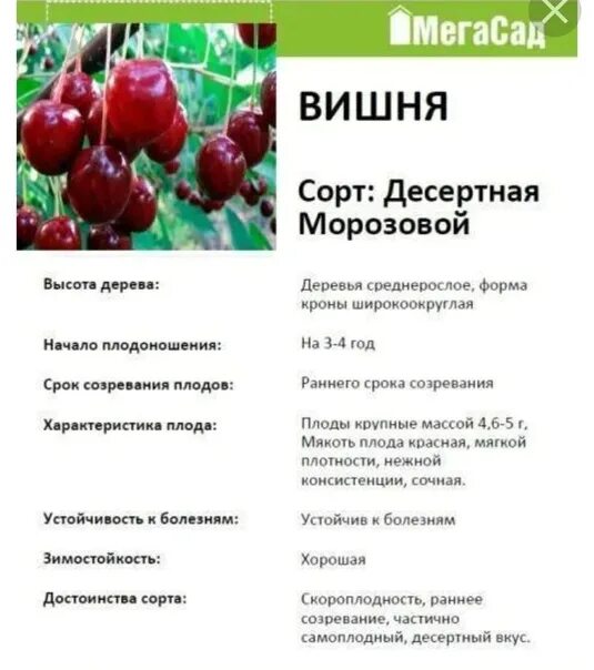 Вишня сорт десертная Морозовка. Вишня Морозовка и десертная Морозовой. Вишня обыкновенная десертная Морозовой (в тубе). Вишня десертная Морозовой описание. Вишня владимирская описание сорта опылители фото