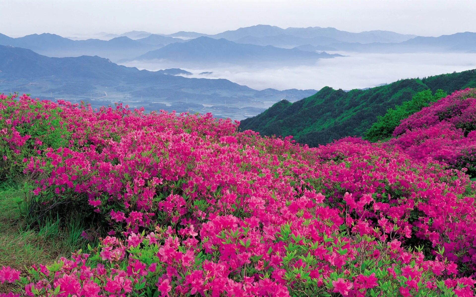 Flower nature. Рододендрон Тибет. Казанлык Долина роз. Рододендрон в горах Монти-Сибиллини.