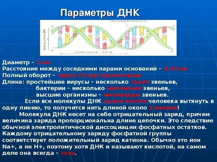 Молекула ДНК. ДНК это в биологии. Заряд ДНК. Дезоксирибонуклеиновая кислота ДНК. Значение молекул днк