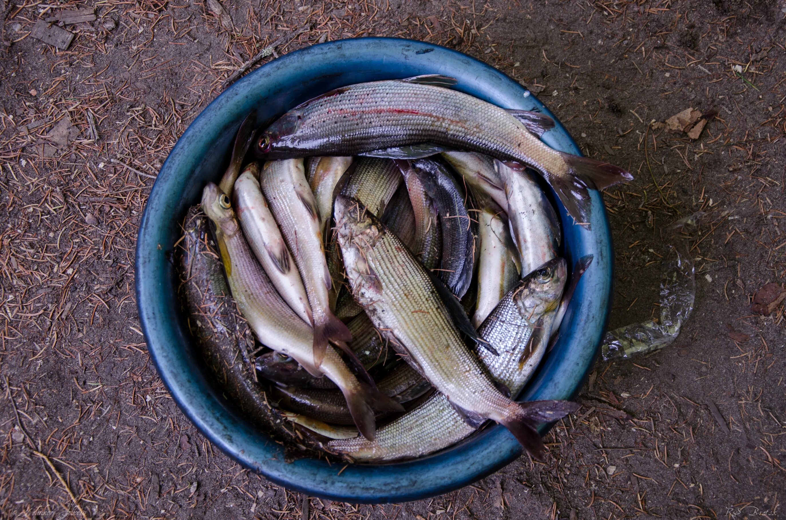 Омуль соленый рецепт. Свежая рыба. Молодь омуля. Омуль. Муксун соленый.