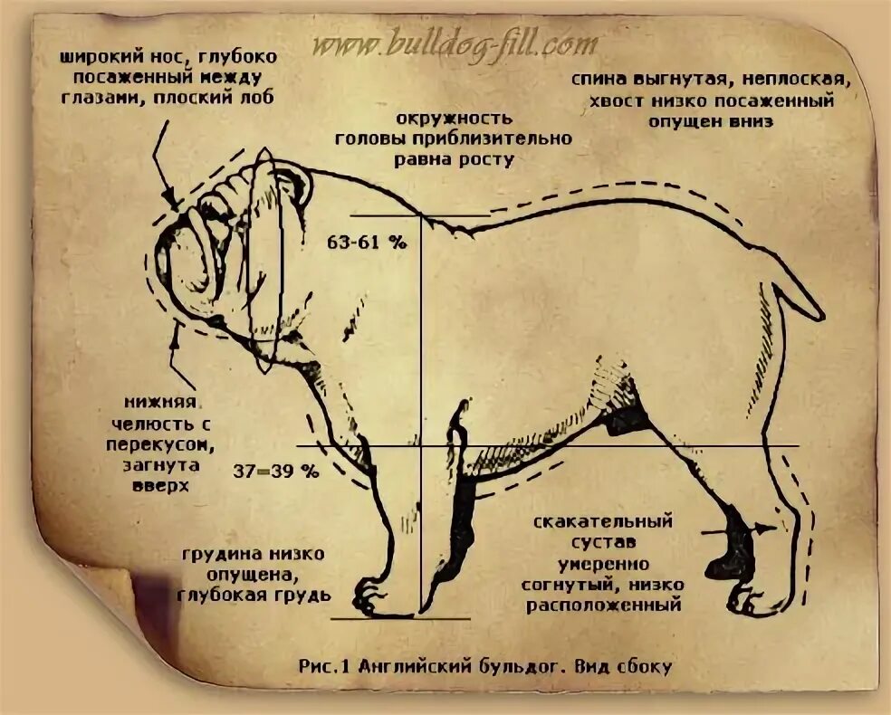 Размеры английского бульдога взрослого. Уши английского бульдога стандарт. Попона жилет для французского бульдога. Бульдоги по размеру. Стандарт породы французский бульдог схема.