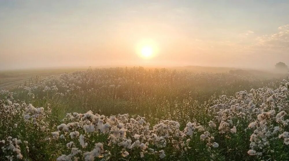 Тихое поле. Заря в поле. Светлая Заря. Полынь на рассвете. Лето в самом разгаре и если вы