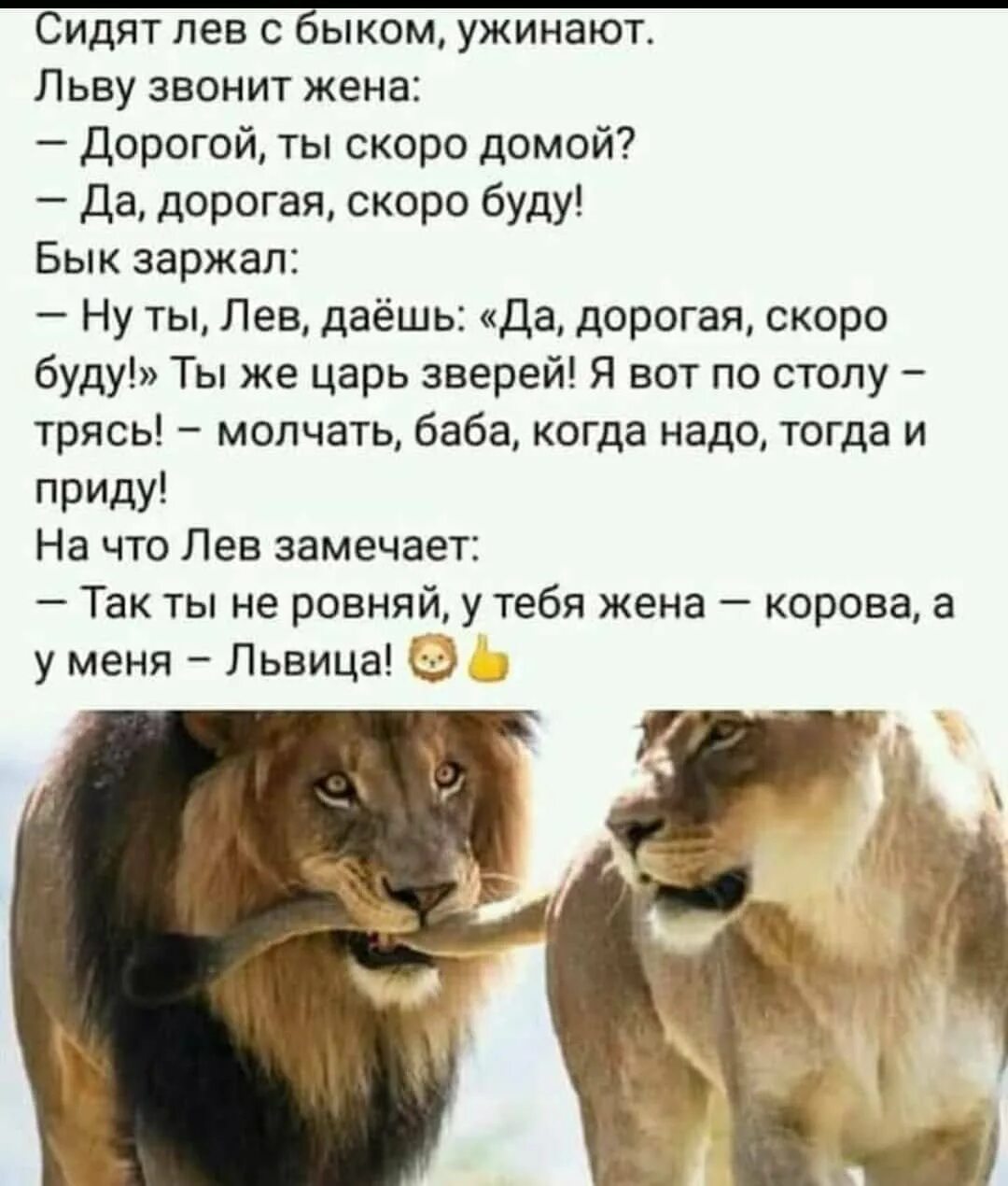 Мы разные я лев а он рифма. Анекдот про льва. сидят лев с быком ужинают льву звонит жена. лев и львица цитаты.