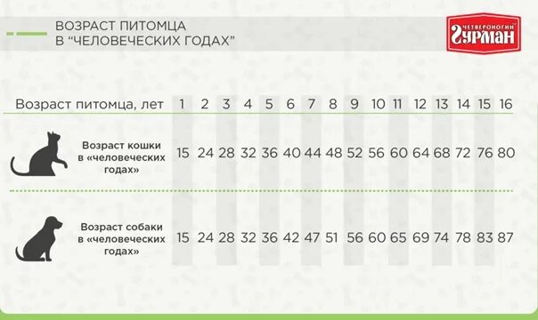 Таблица возраста собак такса. Возраст кошек и собак по человеческим меркам. Собачьи года на человеческие года. Кошачьи и собачьи года.