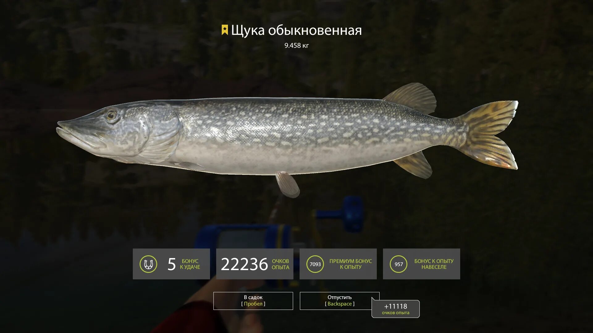 Русская рыбалка 4 донат магазин. Russian fishing 4 игра. Игра рыбалка на озере. Баннер рыбалка. Evergreen es83.