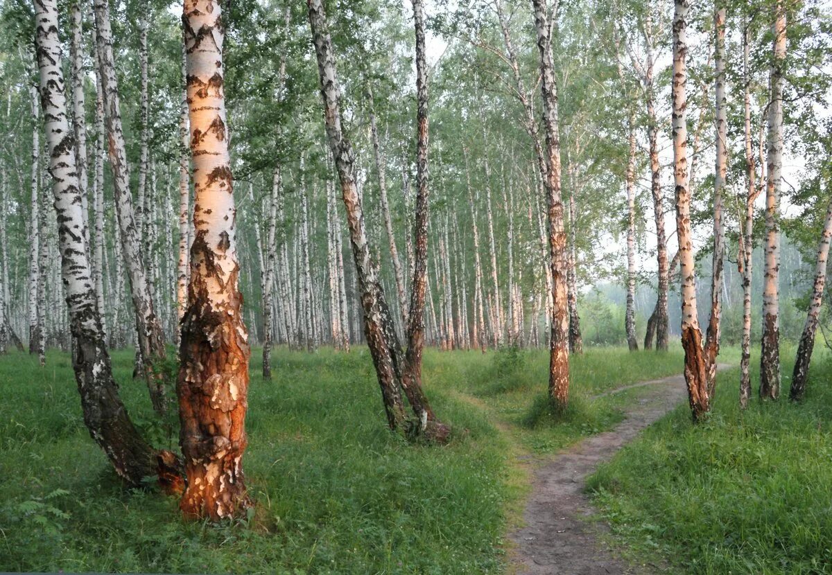 В лесу под березами были