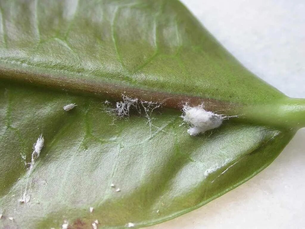 Cómo eliminar la cochinilla algodonosa y de cualquier tipo de del limonero, de l
