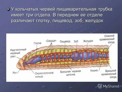 Органы чувств у кольчатых червей