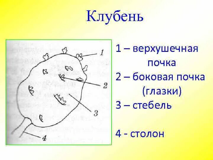 Почки в глазках картофеля. Верхушечная почка клубня. Строение клубня картофеля. Почки в глазках картофеля под лупой. Глазки клубня картофеля.