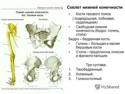 Кости нижних конечностей крестец