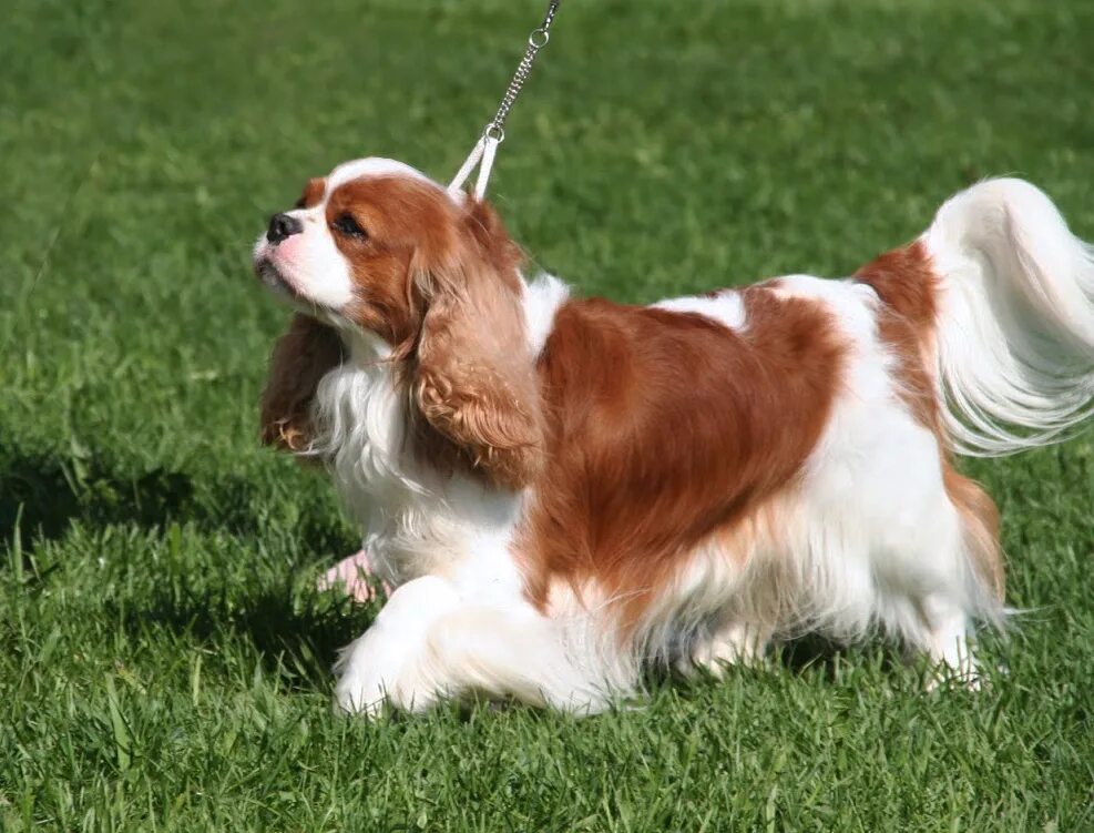 Кавалер кинг чарльз спаниель роял. Кавалер ф. Кинг-чарльз-спаниель короткошерстный. Кокер чарльз кинг спаниель. Кавалер принц чарльз спаниель.