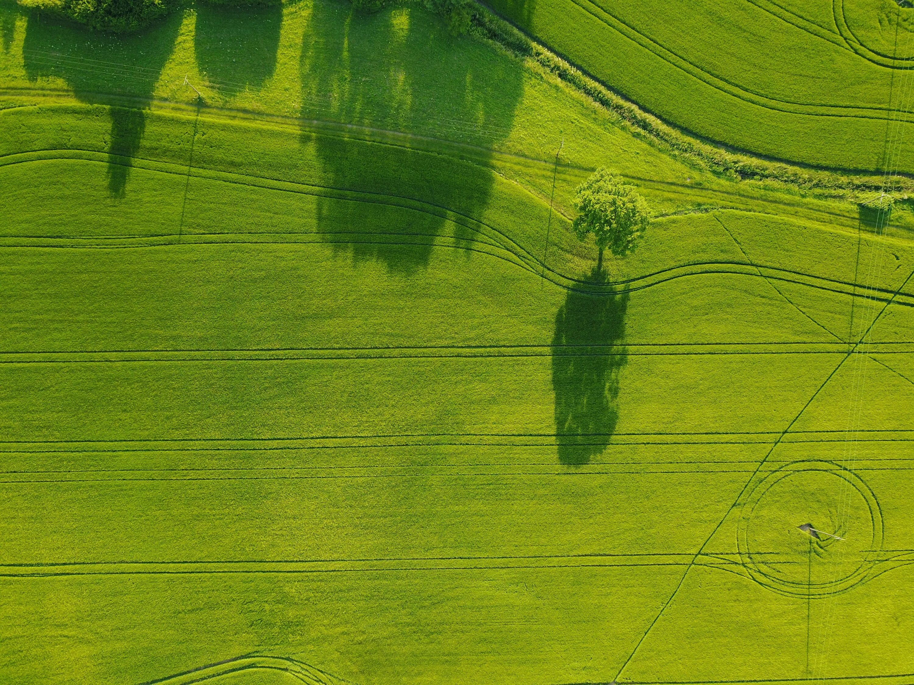 Simple fields