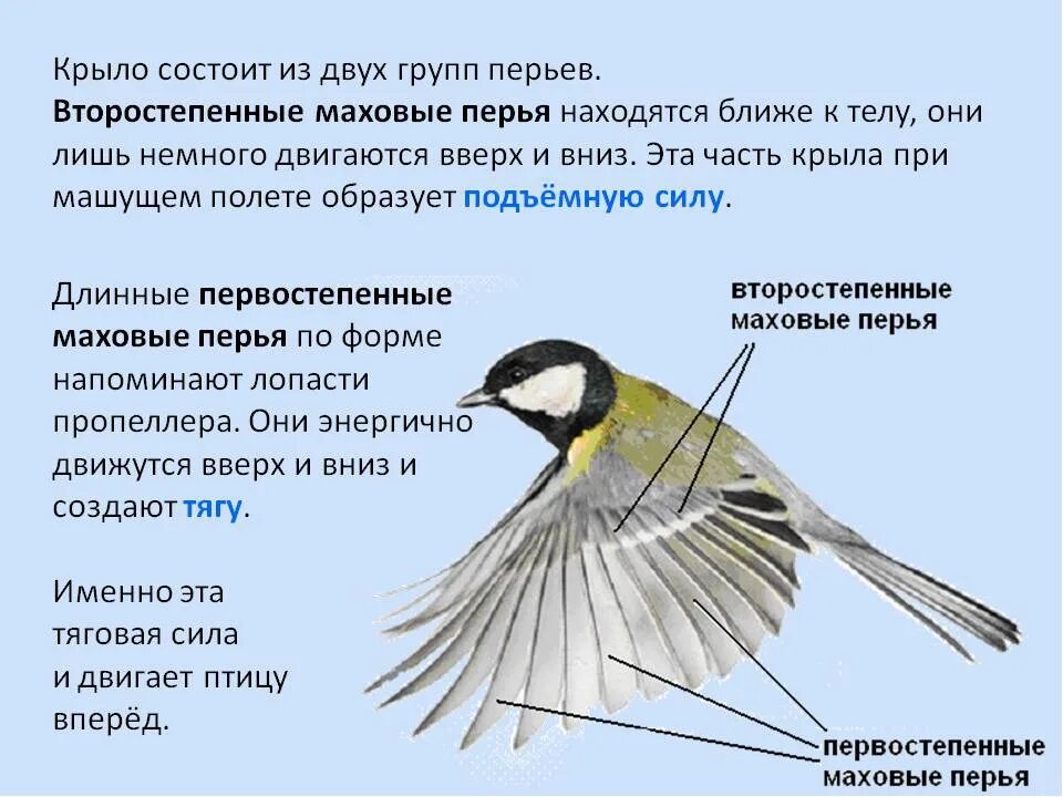 Зачем птицам. Почему птицы летают. Почему птицы могут летать. Причины полета птиц. Второстепенные маховые перья.