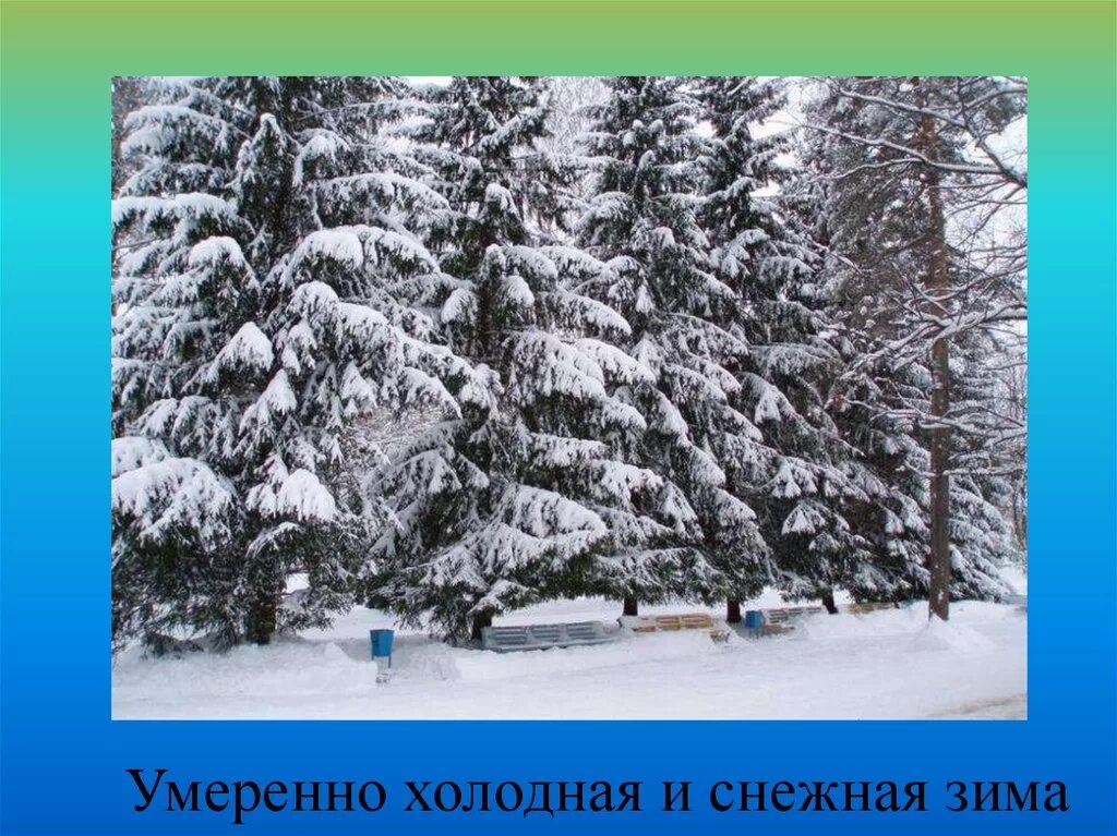 Где сухое лето и холодная зима. Умеренно холодная, Снежная зима и тёплое лето. Умеренно холодная, Снежная зима; тёплое, умеренно влажное лето. Холодная Снежная зима теплое влажное лето. Умеренно холодная зима умеренно влажное и тёплое лето.