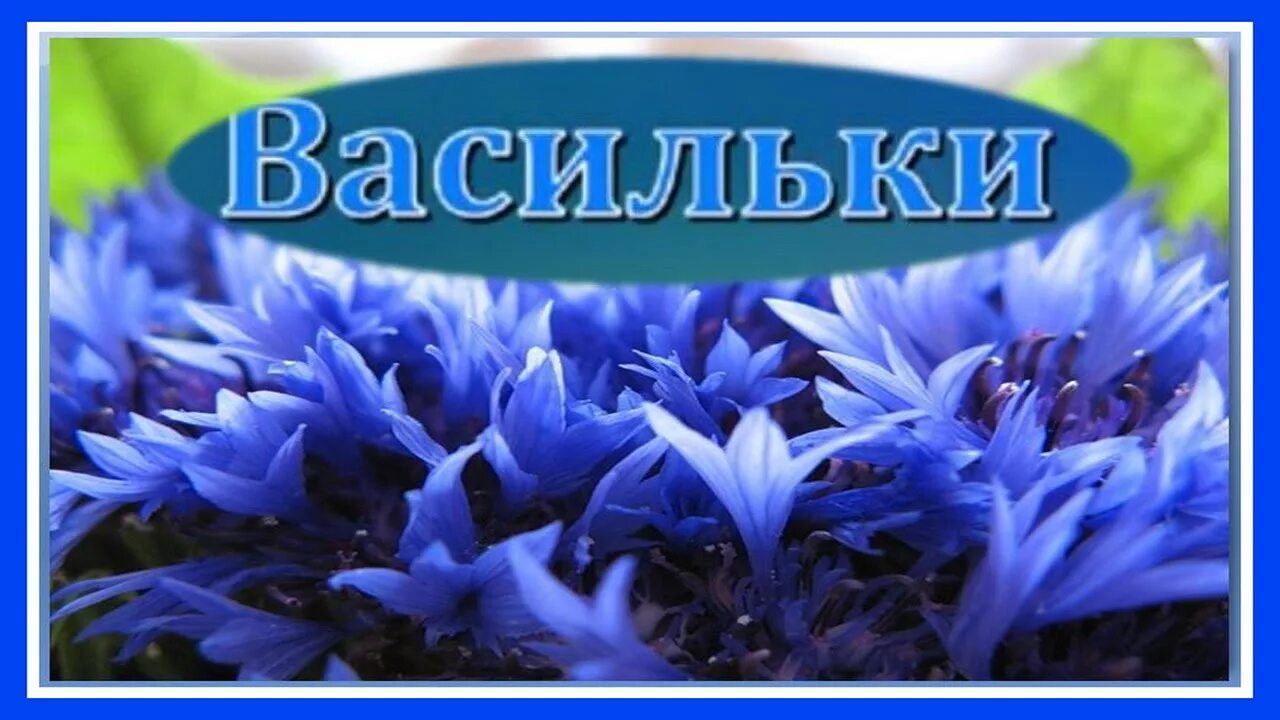 Имя василек. Васильки. Название группы Василек. Команда васильки. Название группы васильки.