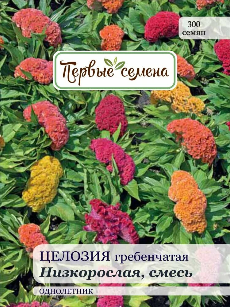 Целозия купить семена. Цветы целозия гребенчатая. Целозия гребенчатая коралловый сад. Целозия цветок семена. Целозия гребенчатая семена.