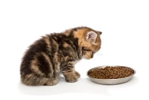 Котенок очень мало ест