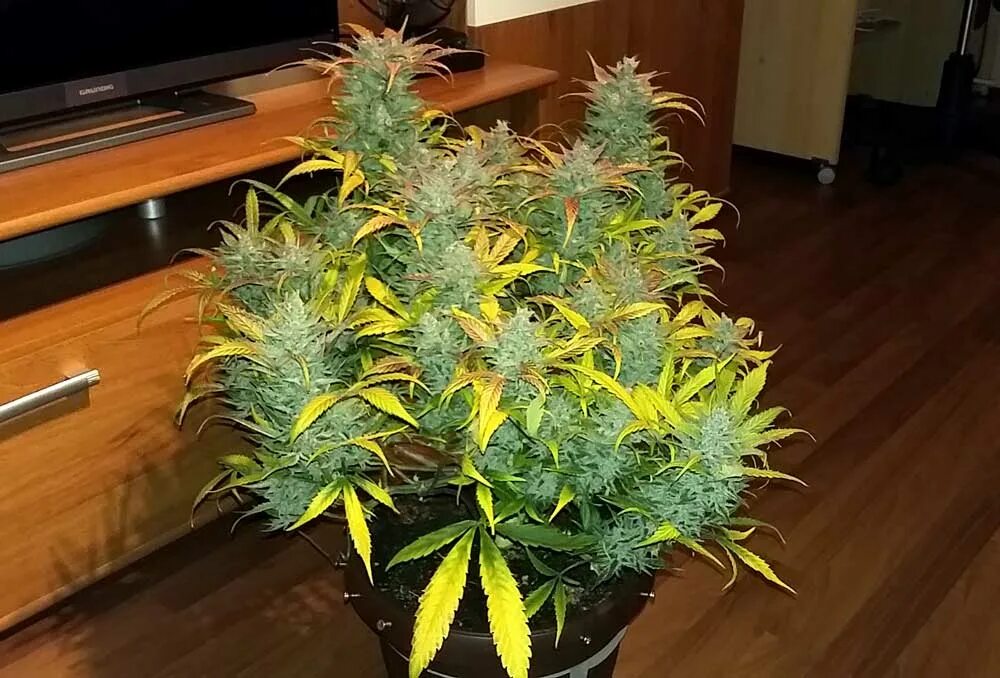 Супер экстра сорт фото. Super skunk сорт. super skunk auto fem. сорт original auto skunk. super skunk vhq.