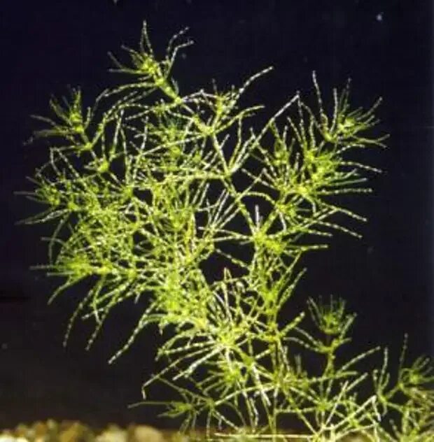 Зеленые водоросли нителла. Харовые водоросли нителла. Многоклеточные водоросли харовые. Пузырчатка аквариумное растение. Зеленые водоросли нителла.