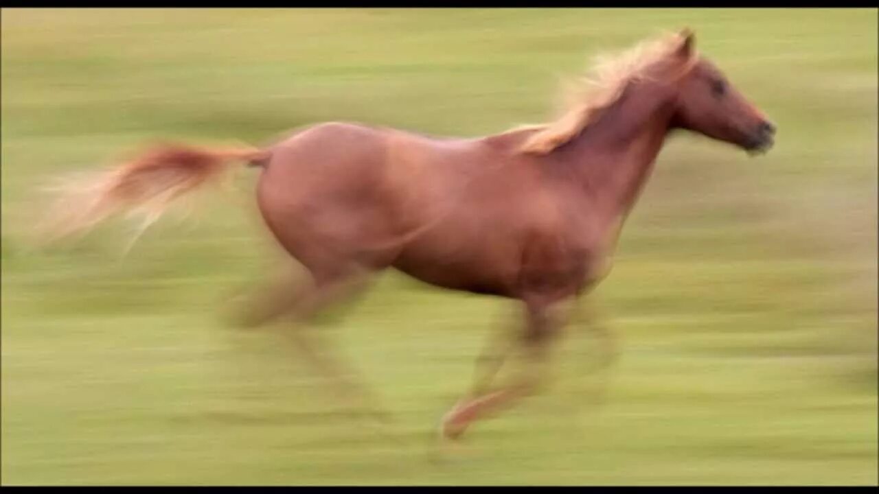 Скорость лошади в километрах в час. Скорость лошади. Самая быстрая лошадь в мире. Скорость бега лошади. Максимальная скорость коня.