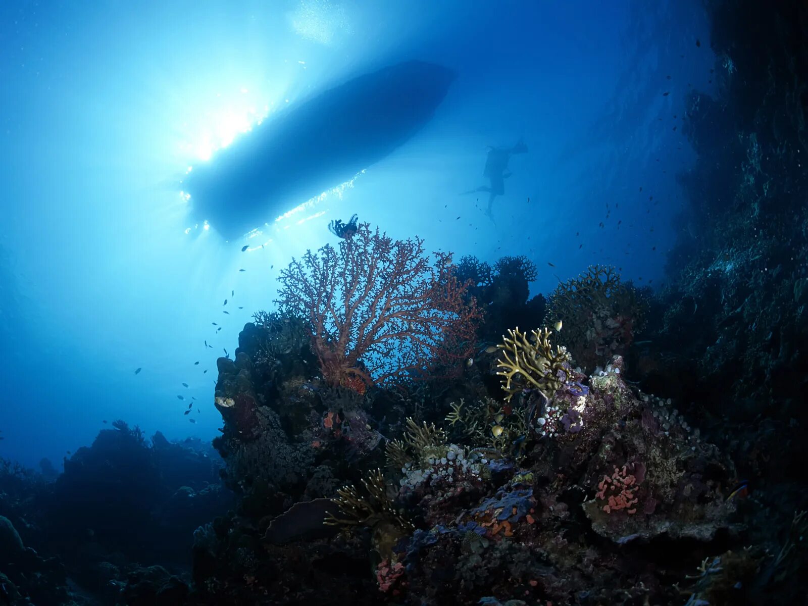 Морское дно. Подводный мир. Дно моря. Дно океана. Подводные части океана