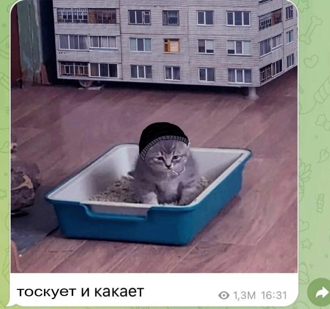 Кот в лотке Мем. Лоток для котят. Котенок ДУМЕР. Мемы про лоток. Рождают сильных котят