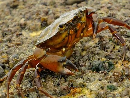 Приведите примеры морских