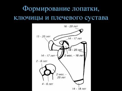 Плечевой сустав ребенка