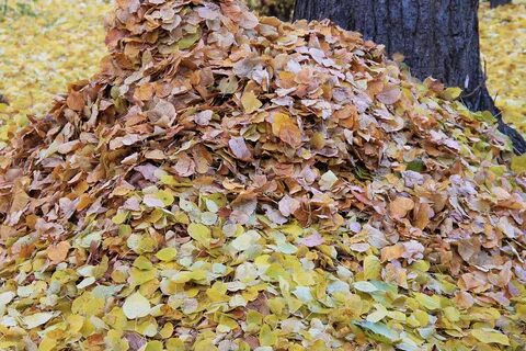 Осенью поздней земля засыпает