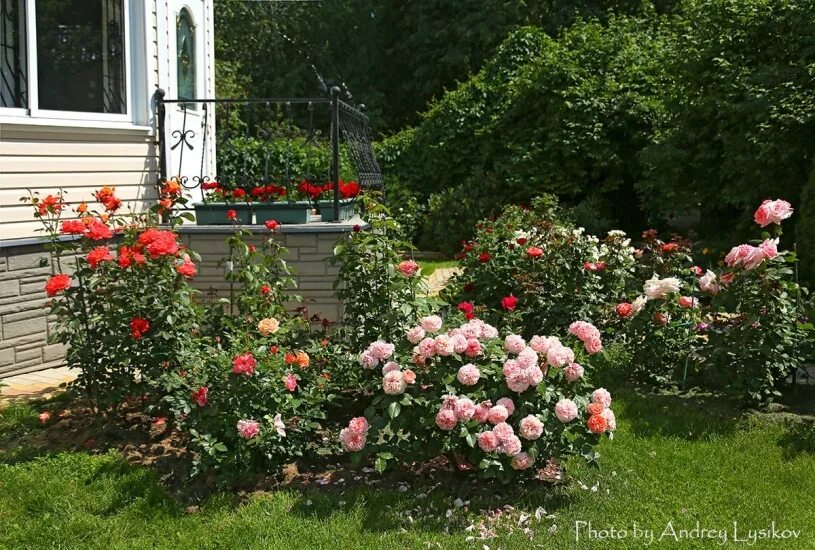 Розы в саду. Розы моей мечты. Розы в моем саду. Сад роз елены демьянчук. Розарий в саду.