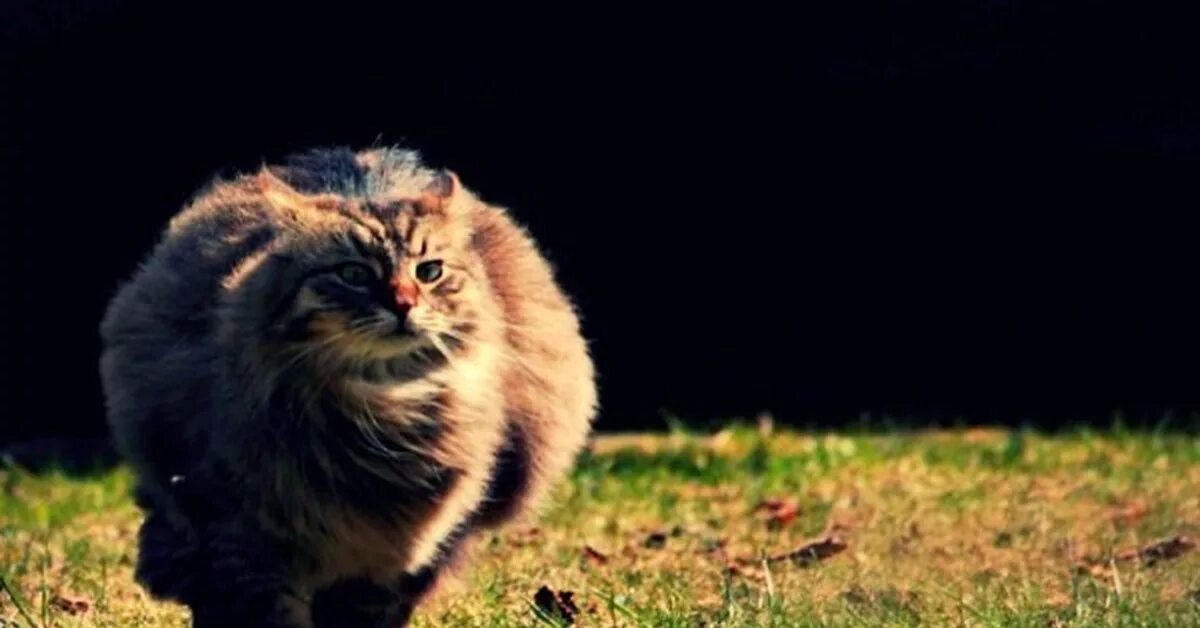 Пушистый кот бежит. Бегущий пушистый кошак. Толстый пушистый кот. Пушистый кот в прыжке.
