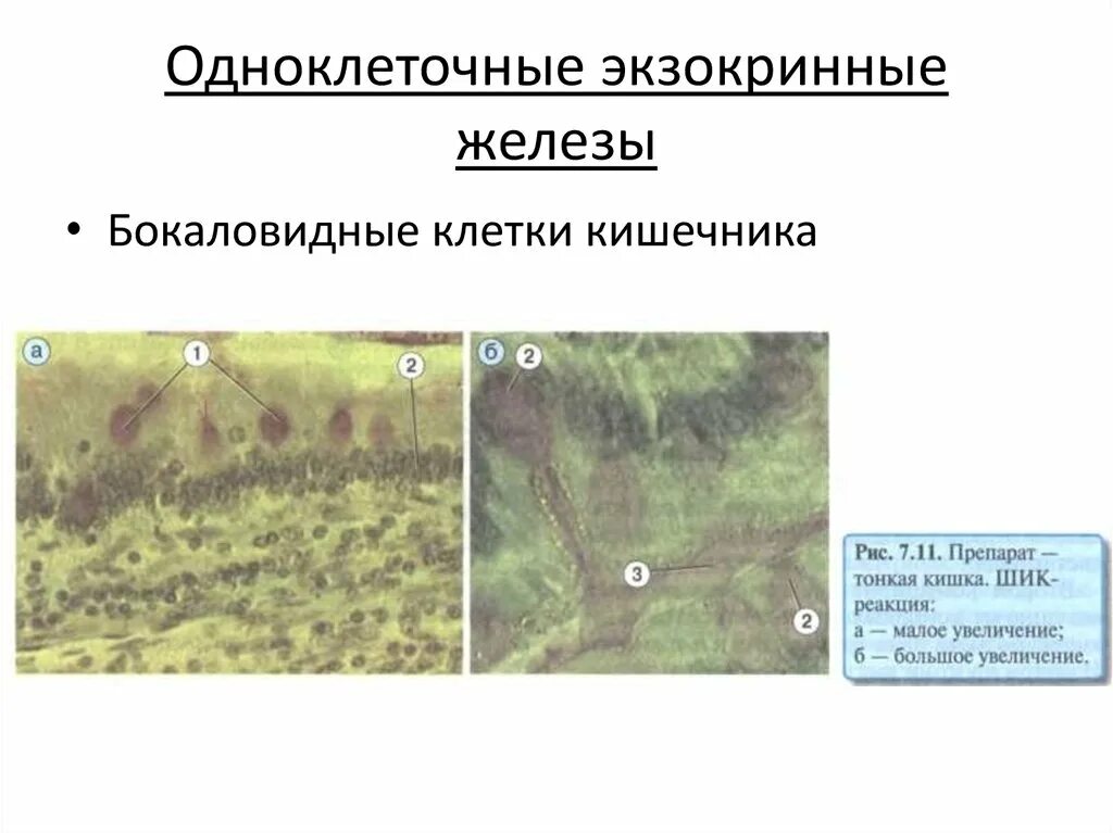 Увеличение больших половых. Одноклеточные экзокринные железы. Одноклеточные и многоклеточные железы. Экзокринные железы классификация гистология. Одноклеточные бокаловидные железы.